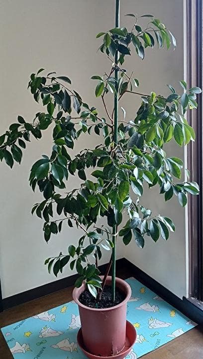 ガジュマル 観葉植物