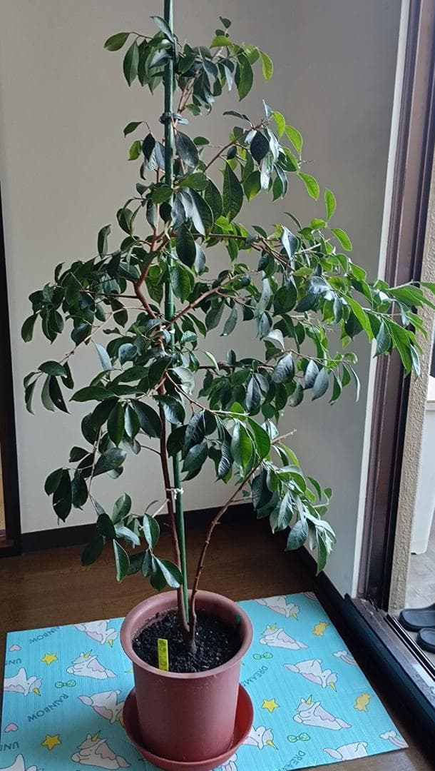 ガジュマル 観葉植物