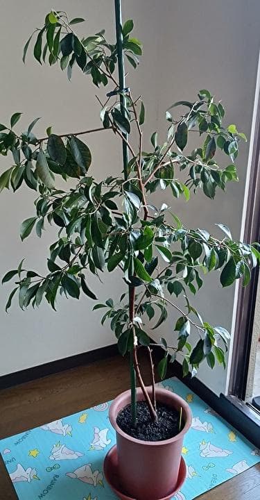 ガジュマル 観葉植物