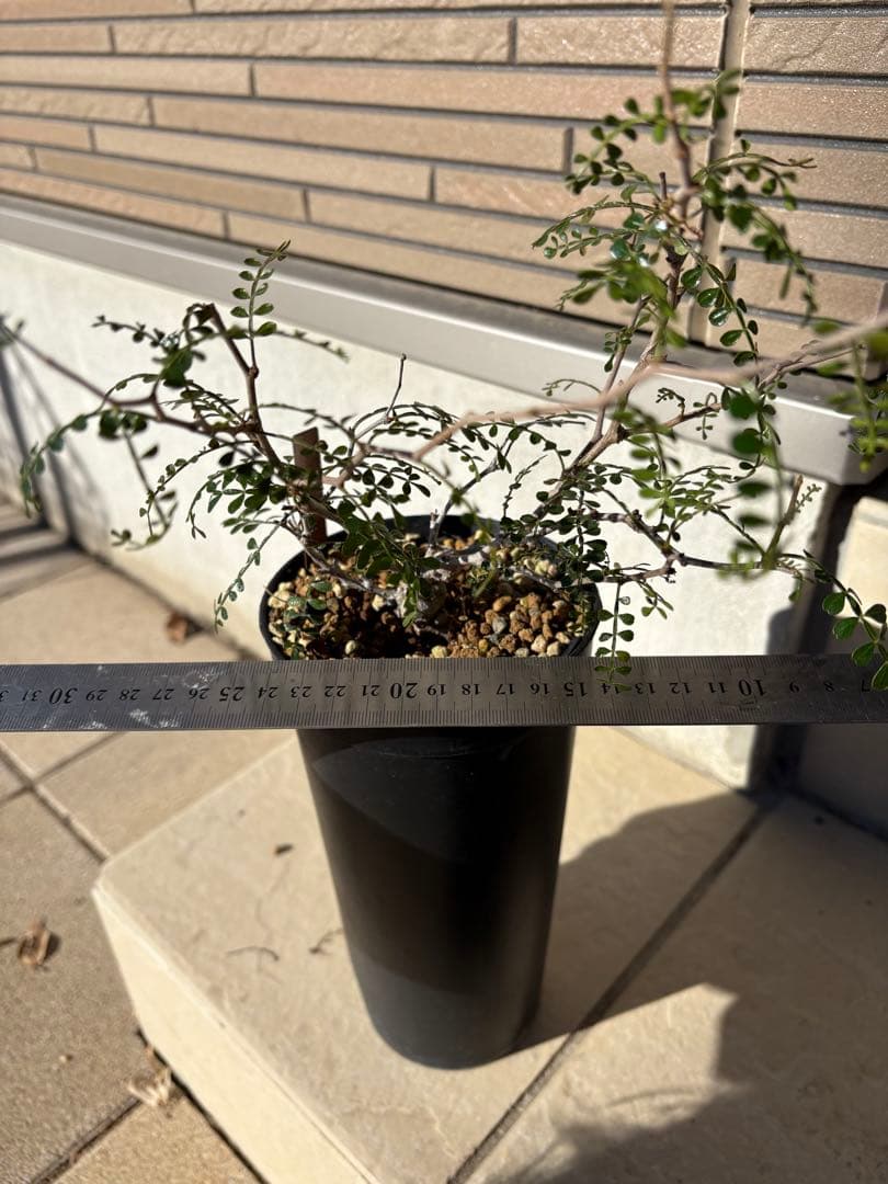 オペルクリカリア　パキプス　実生4年株