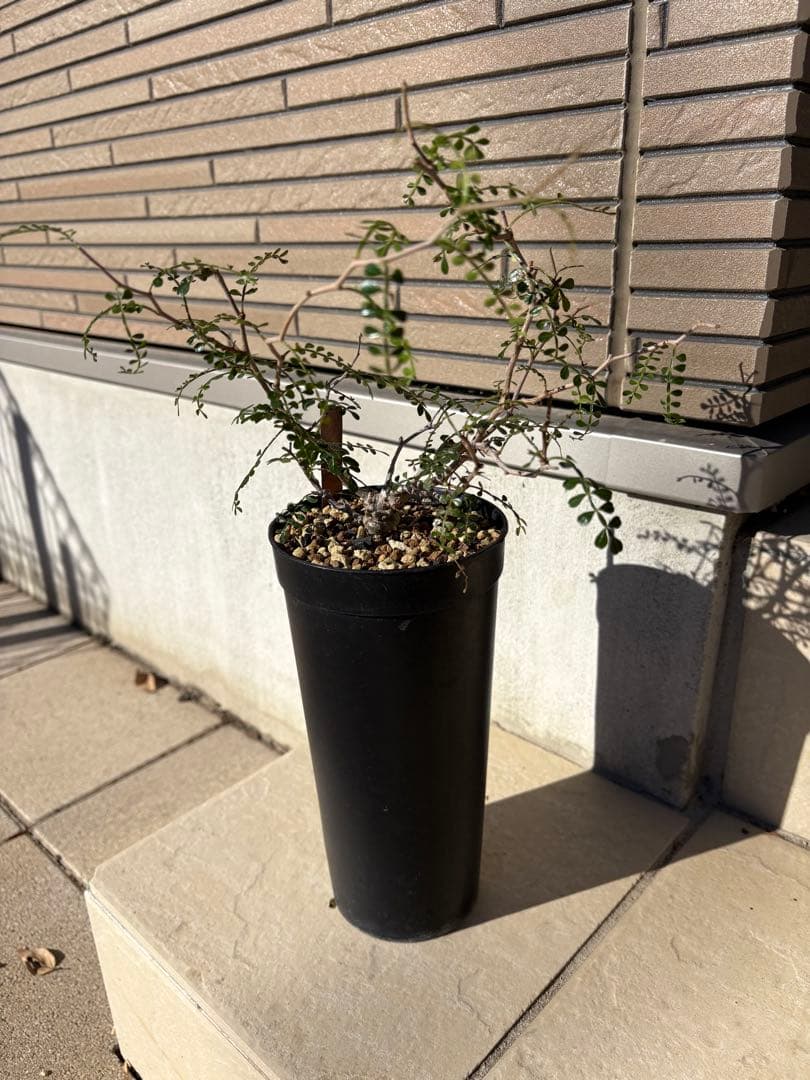 オペルクリカリア　パキプス　実生4年株