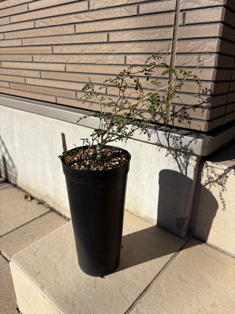 オペルクリカリア　パキプス　実生4年株