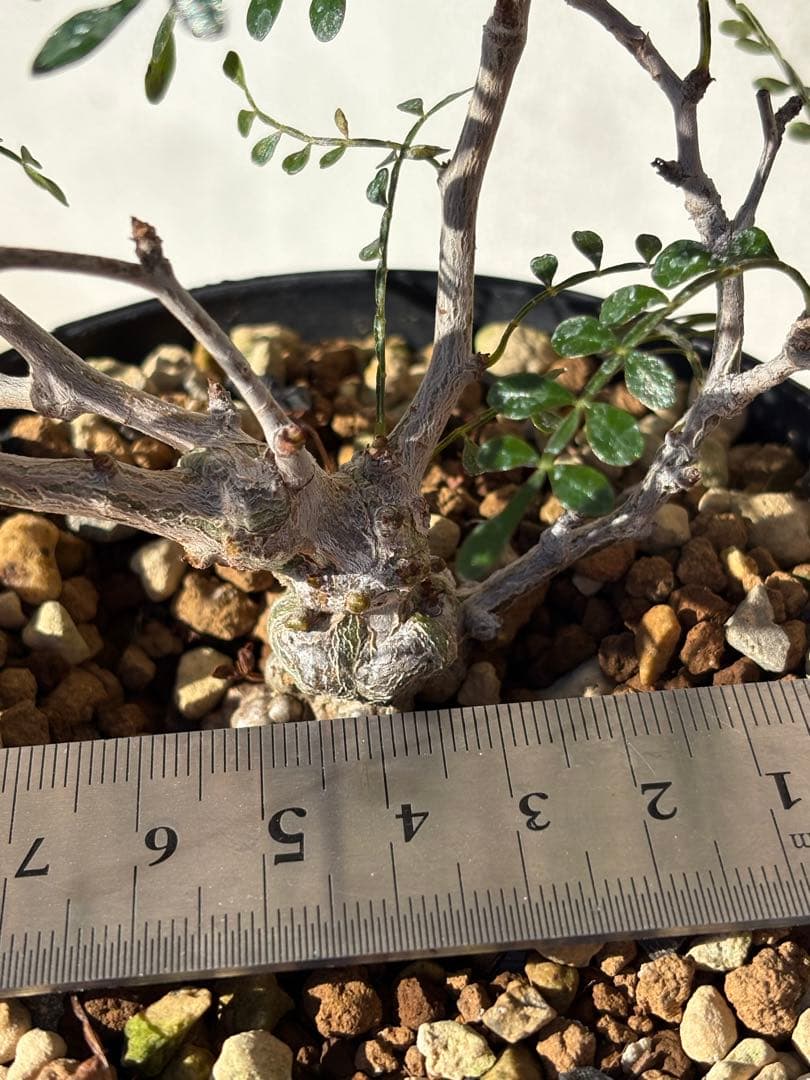 オペルクリカリア　パキプス　実生4年株