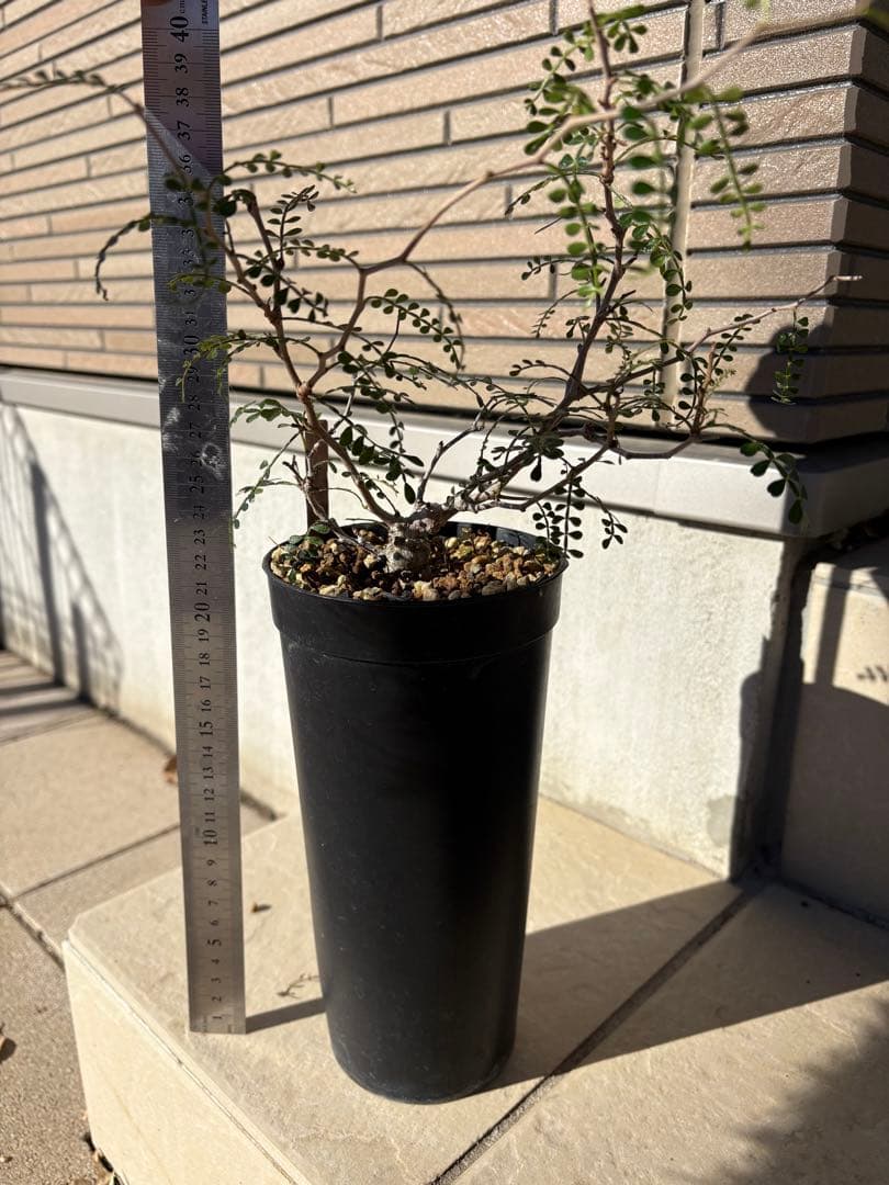 オペルクリカリア　パキプス　実生4年株