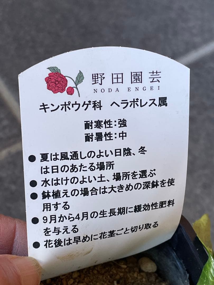 【花苗】野田園芸　クリスマスローズ　ガーデンハイブリッドダブル