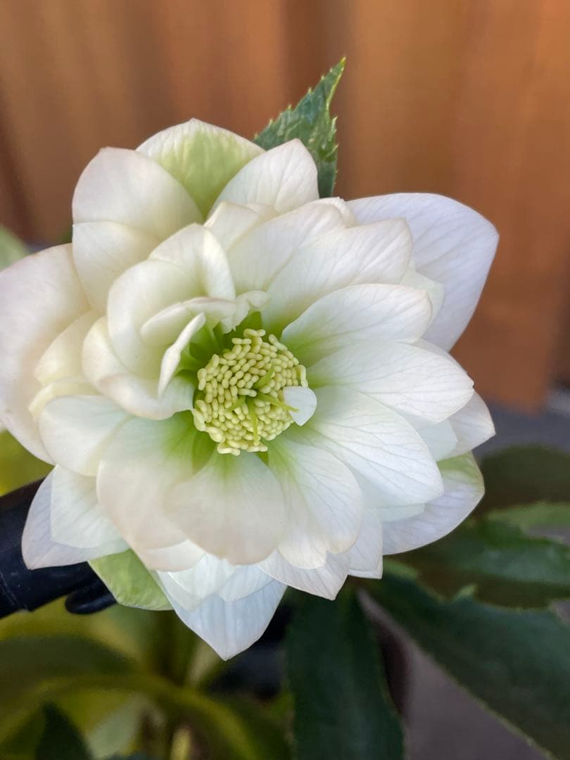 【花苗】野田園芸　クリスマスローズ　ガーデンハイブリッドダブル