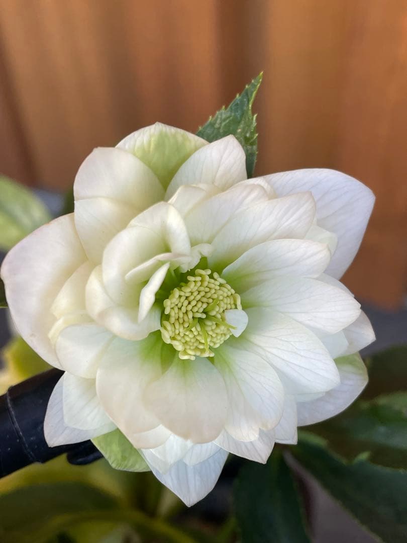 【花苗】野田園芸　クリスマスローズ　ガーデンハイブリッドダブル