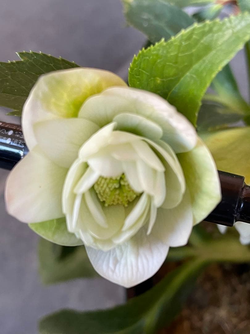 【花苗】野田園芸　クリスマスローズ　ガーデンハイブリッドダブル