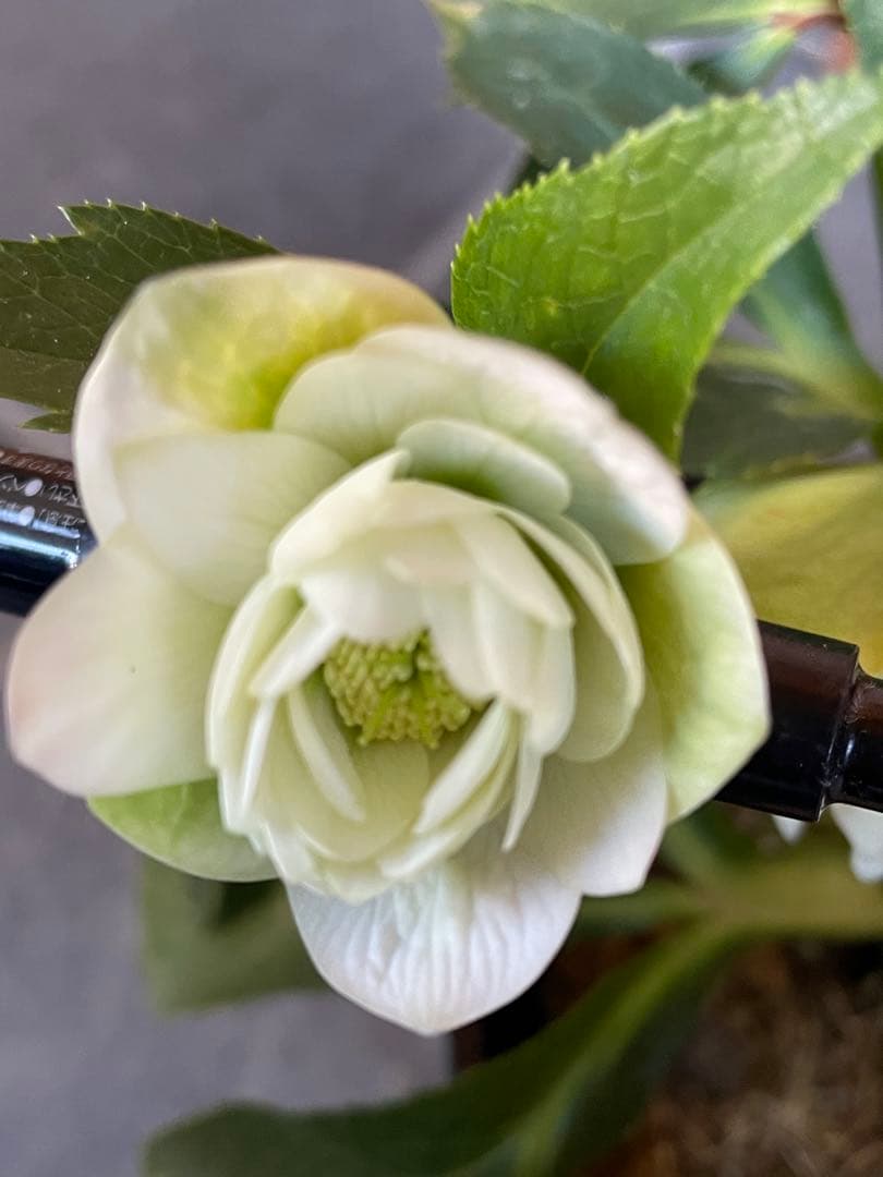 【花苗】野田園芸　クリスマスローズ　ガーデンハイブリッドダブル