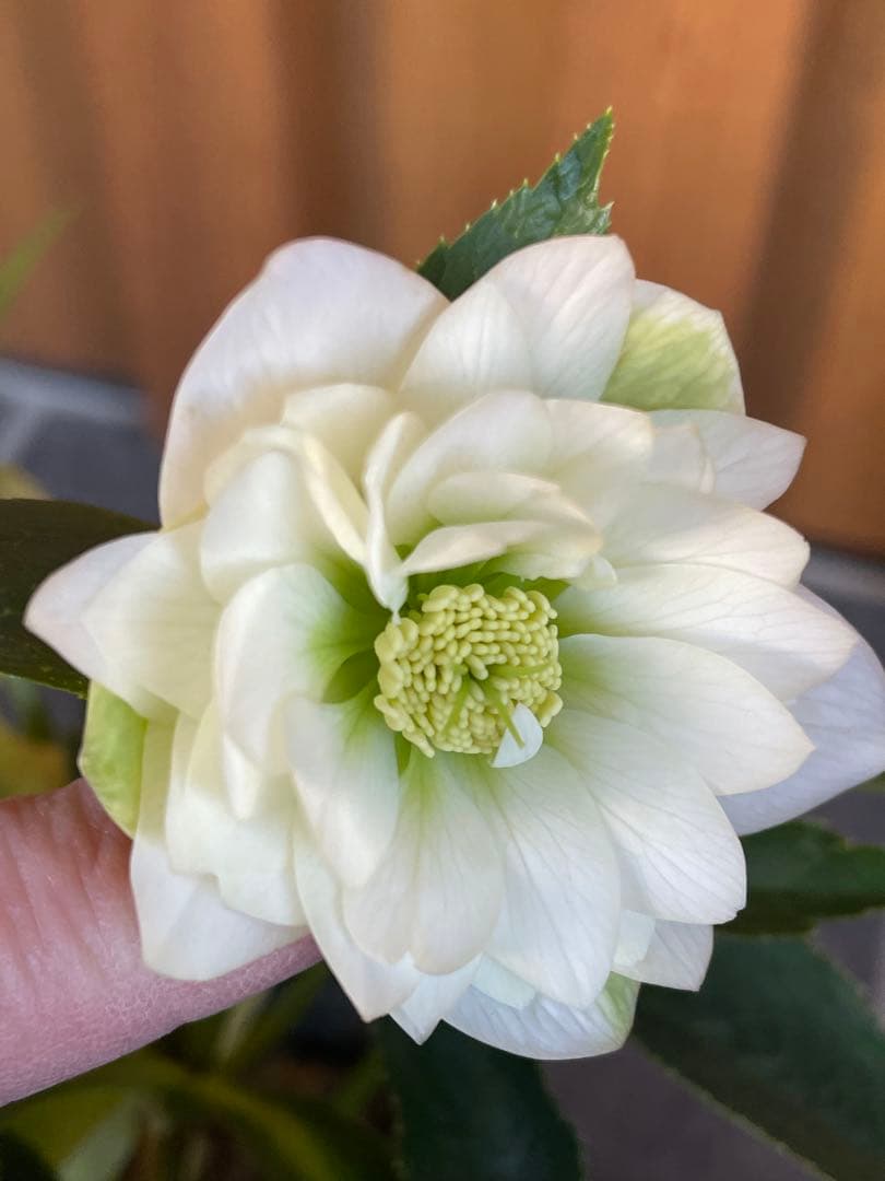 【花苗】野田園芸　クリスマスローズ　ガーデンハイブリッドダブル