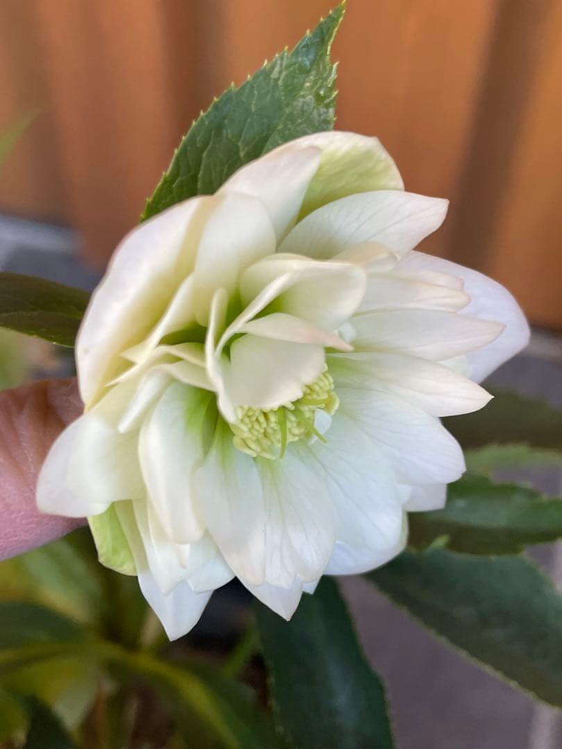 【花苗】野田園芸　クリスマスローズ　ガーデンハイブリッドダブル