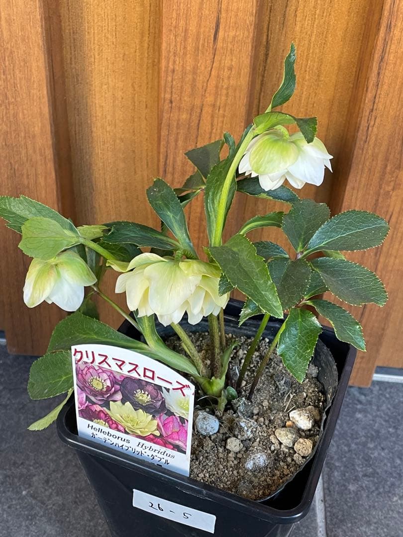 【花苗】野田園芸　クリスマスローズ　ガーデンハイブリッドダブル