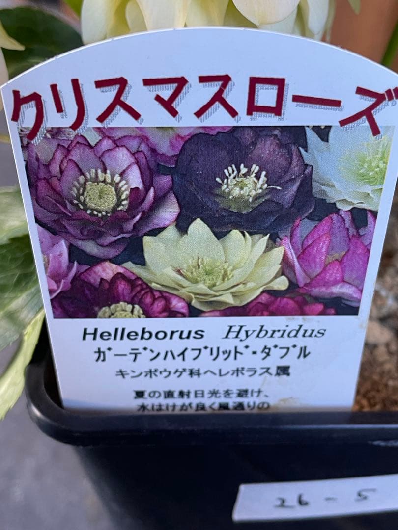 【花苗】野田園芸　クリスマスローズ　ガーデンハイブリッドダブル