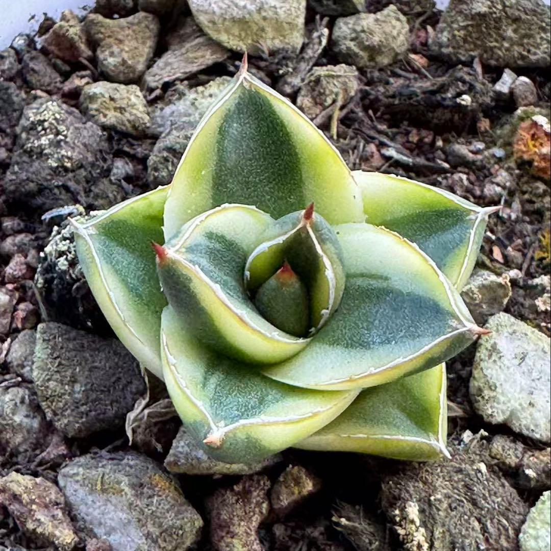 マ*☆様 多肉植物 アガベ ピンキー 王妃笹の雪Ａ型　黄覆輪斑　希少種 特選