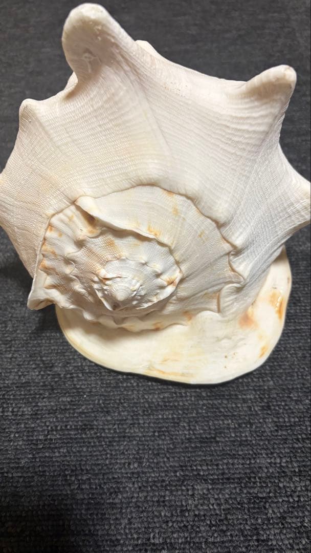 トウカムリ貝（唐冠貝）天然貝殻　迫力サイズ　インテリア・標本・コレクション
