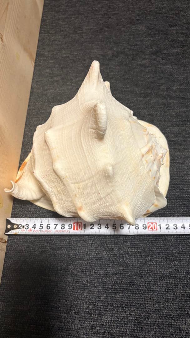 トウカムリ貝（唐冠貝）天然貝殻　迫力サイズ　インテリア・標本・コレクション