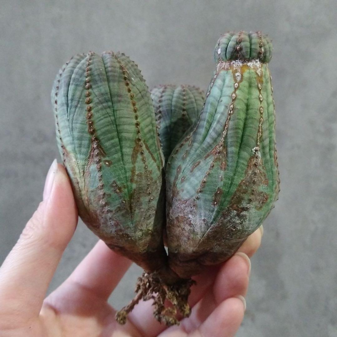 と*ぃ様 B17841★オークション★ユーフォルビア オベサ トリプルヘッド 美