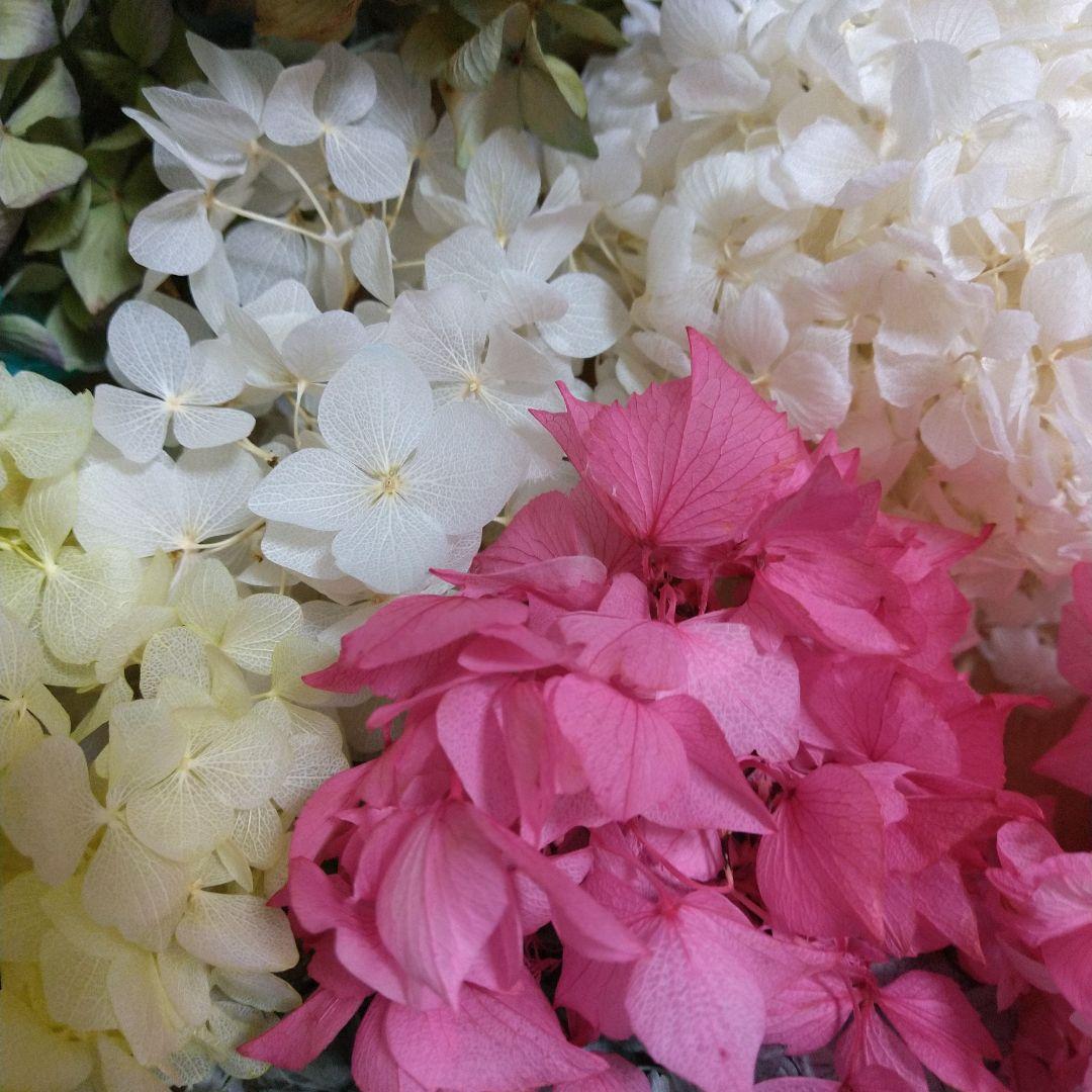 紫陽花ドライフラワーフラワー♪