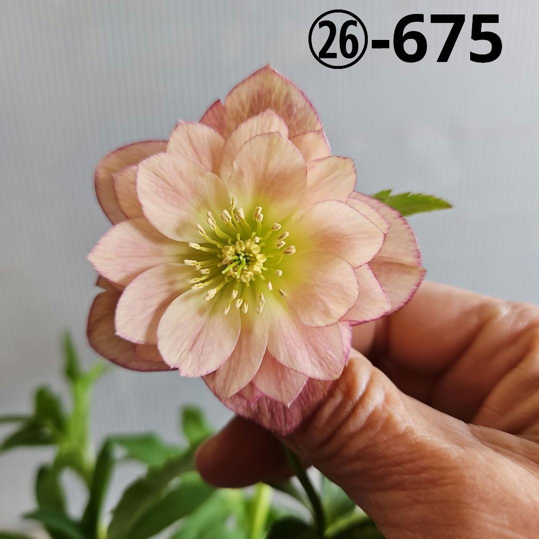 ㉖-675クリスマスローズ