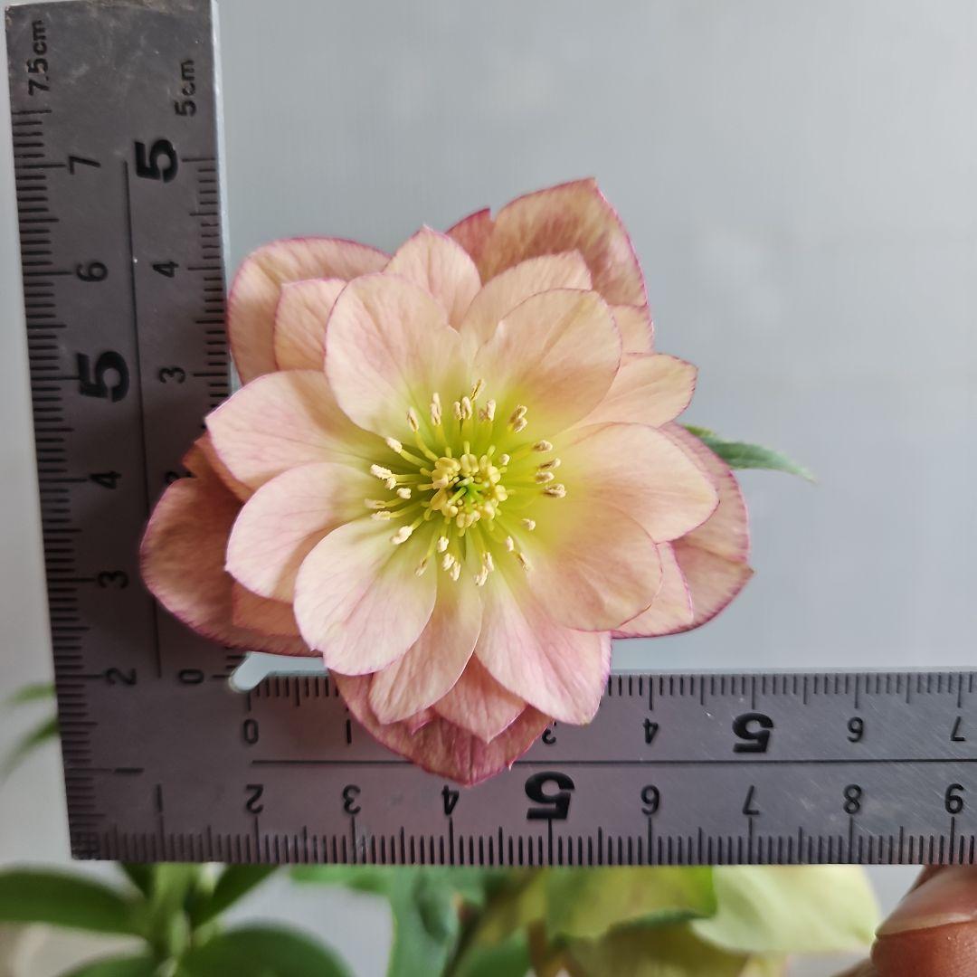 ㉖-675クリスマスローズ