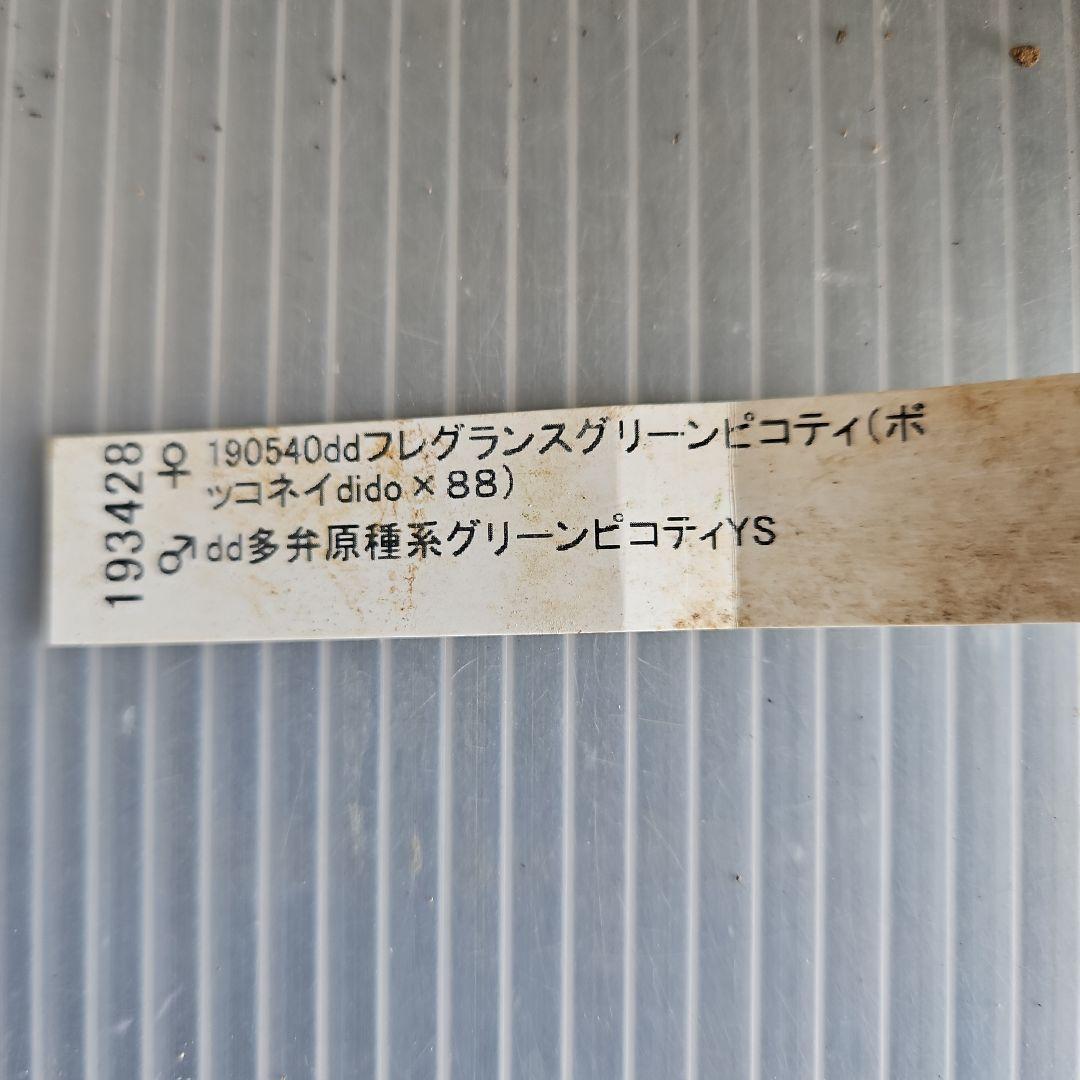㉖-675クリスマスローズ