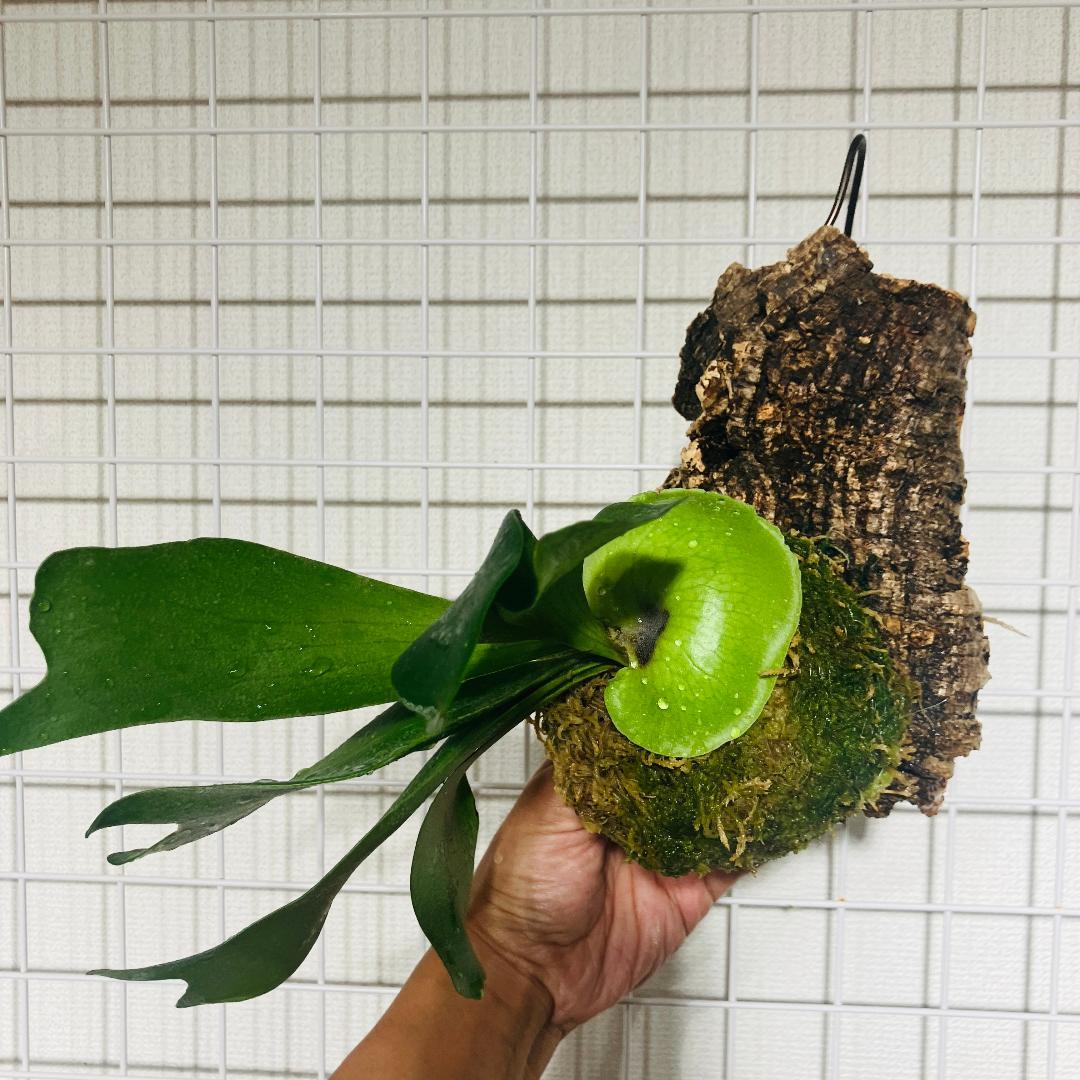 ビカクシダ フーンシキ QQ AB2601001