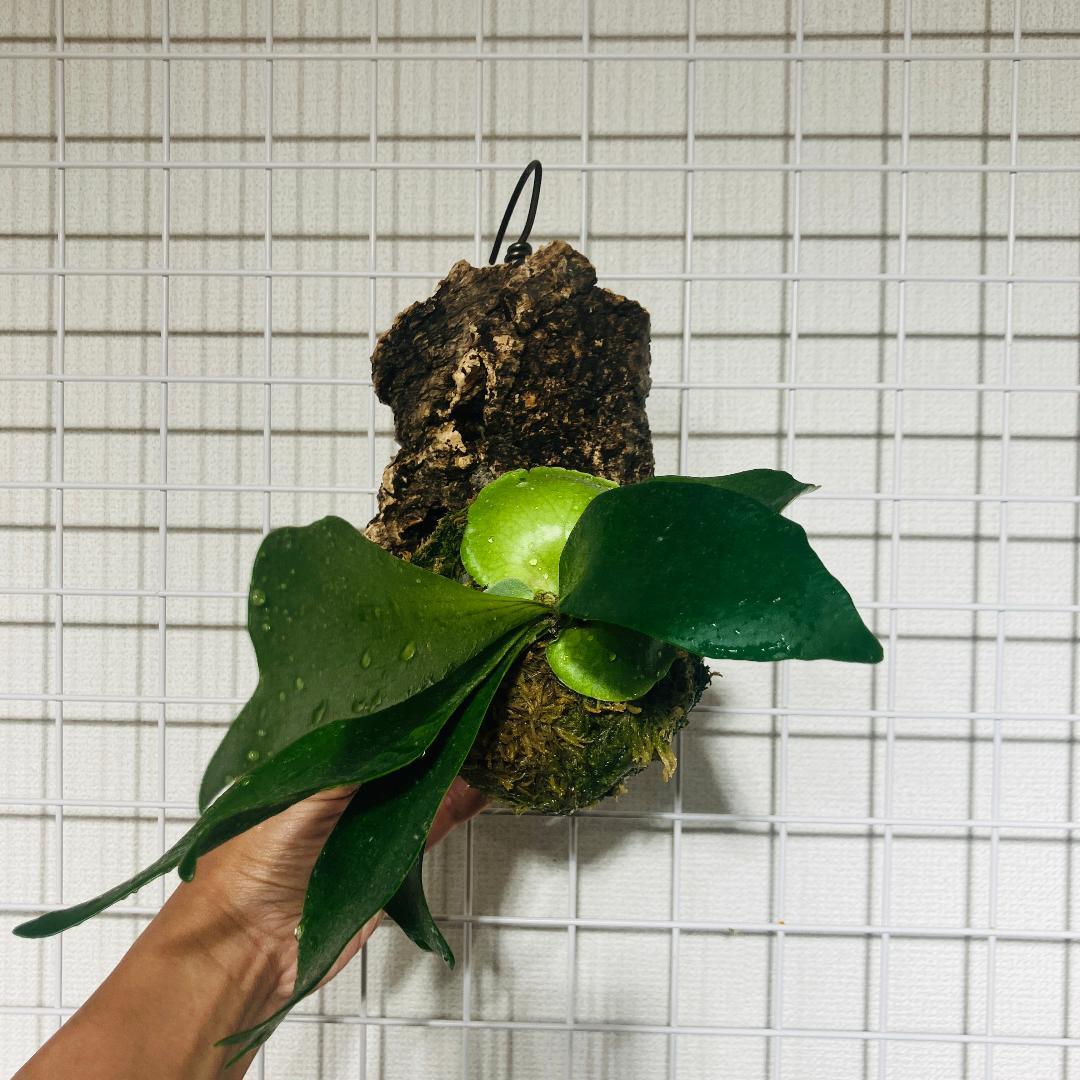 ビカクシダ フーンシキ QQ AB2601001