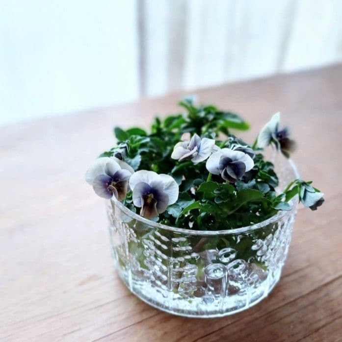 魔女の棲む森 ～小さな秘密基地～ メルカリshops リニューアル OPEN