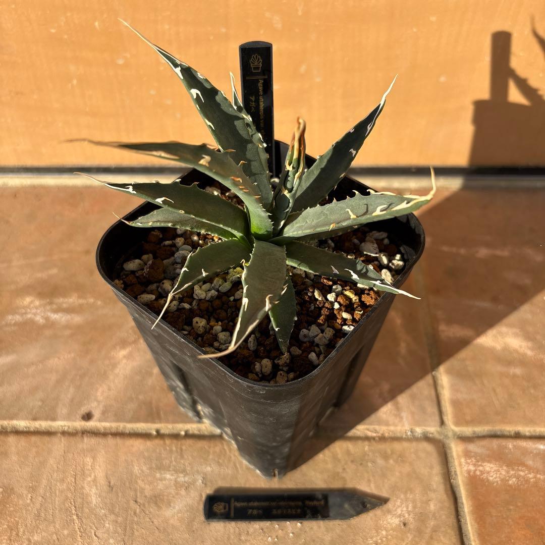 アガベ・ユタエンシス・エボリスピナ❣️希少な現地親株の子株❣️品種札付き・配送料込み