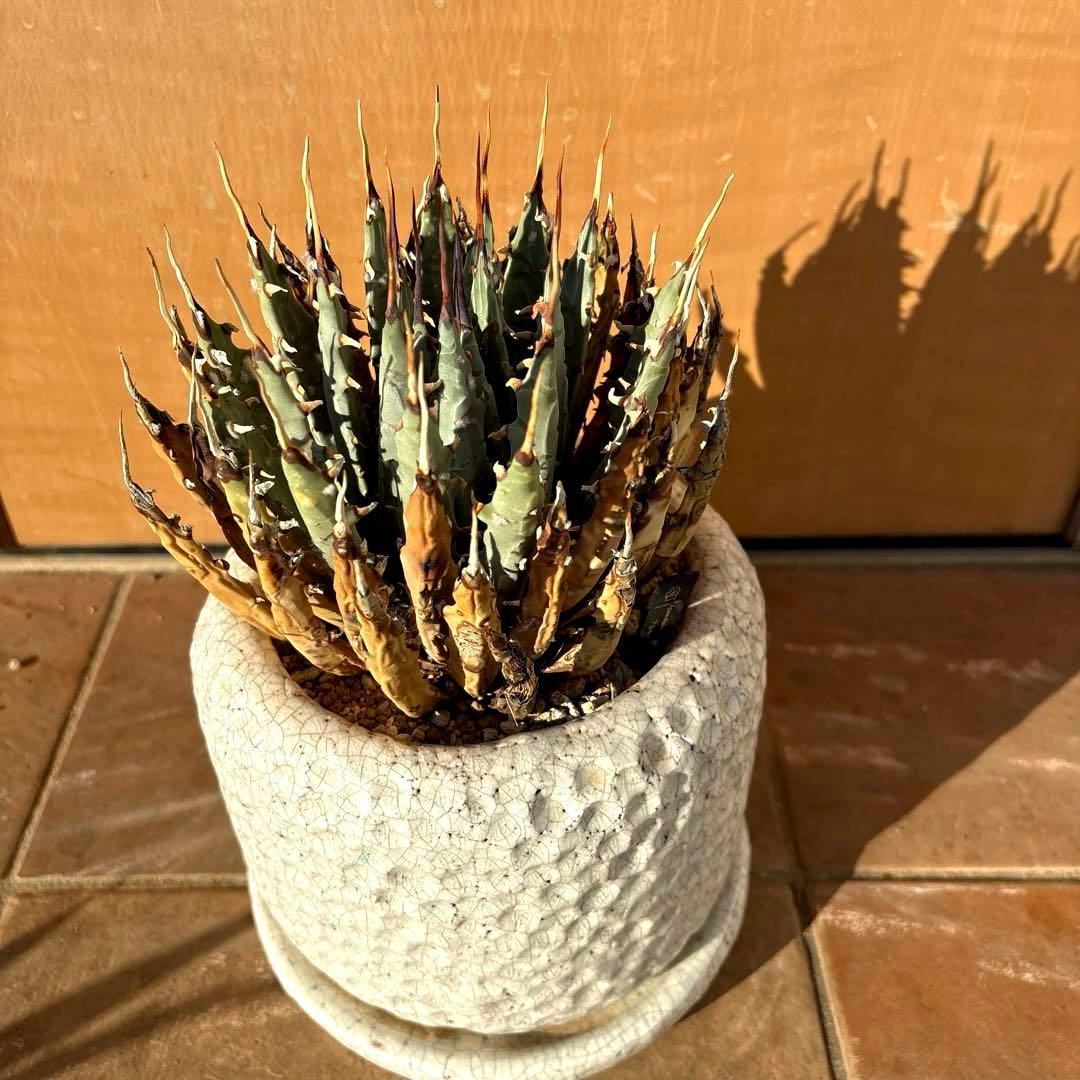 アガベ・ユタエンシス・エボリスピナ❣️希少な現地親株の子株❣️品種札付き・配送料込み