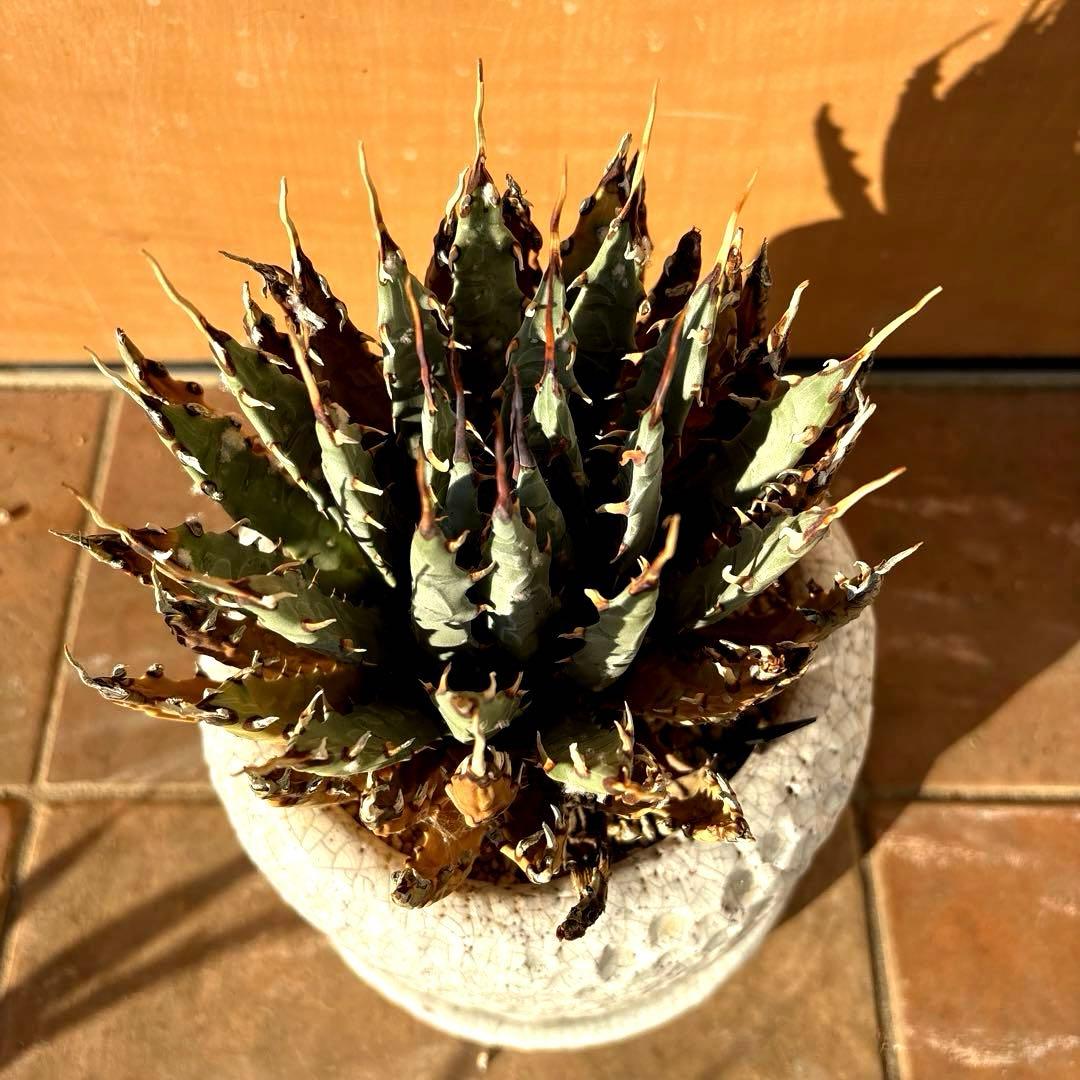 アガベ・ユタエンシス・エボリスピナ❣️希少な現地親株の子株❣️品種札付き・配送料込み