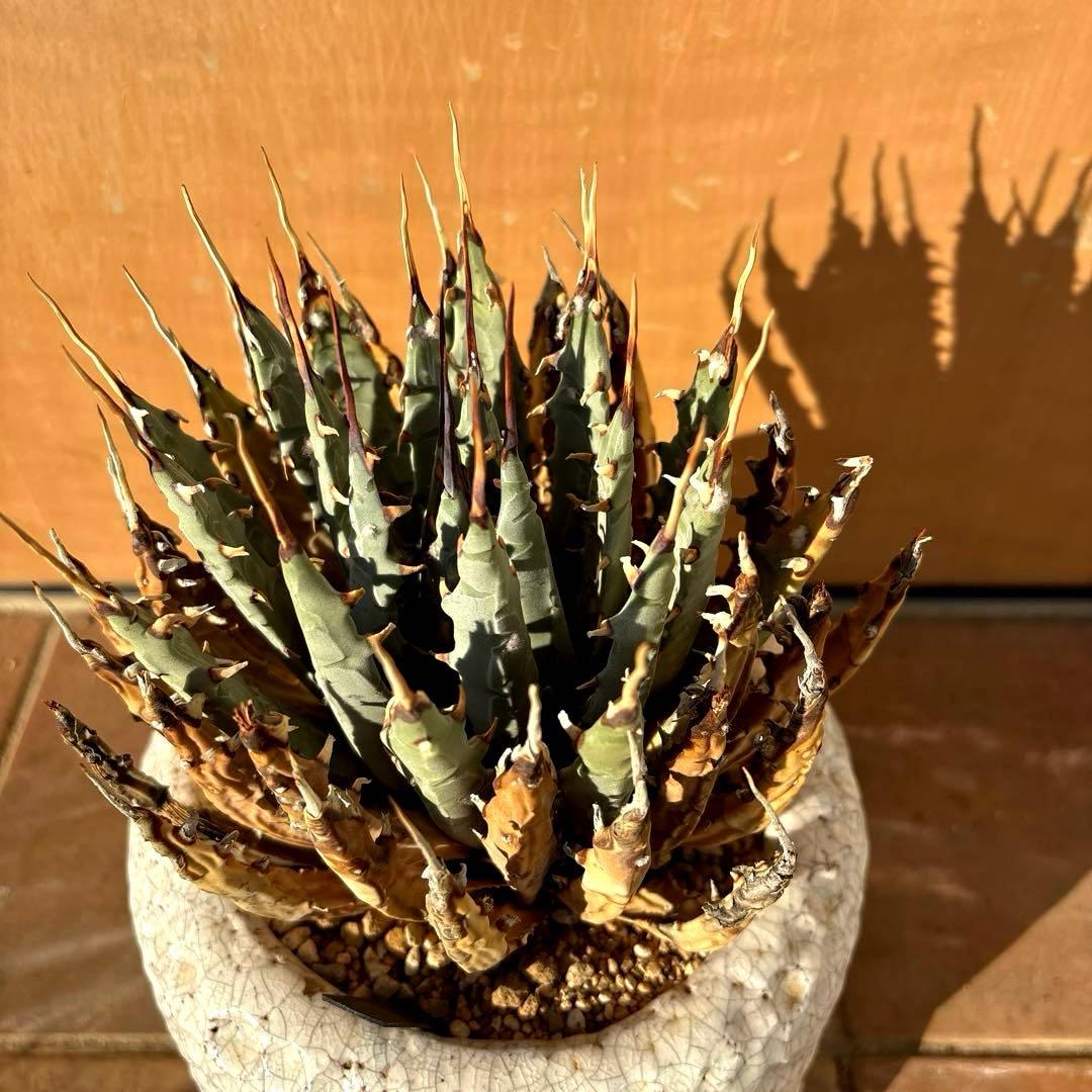 アガベ・ユタエンシス・エボリスピナ❣️希少な現地親株の子株❣️品種札付き・配送料込み