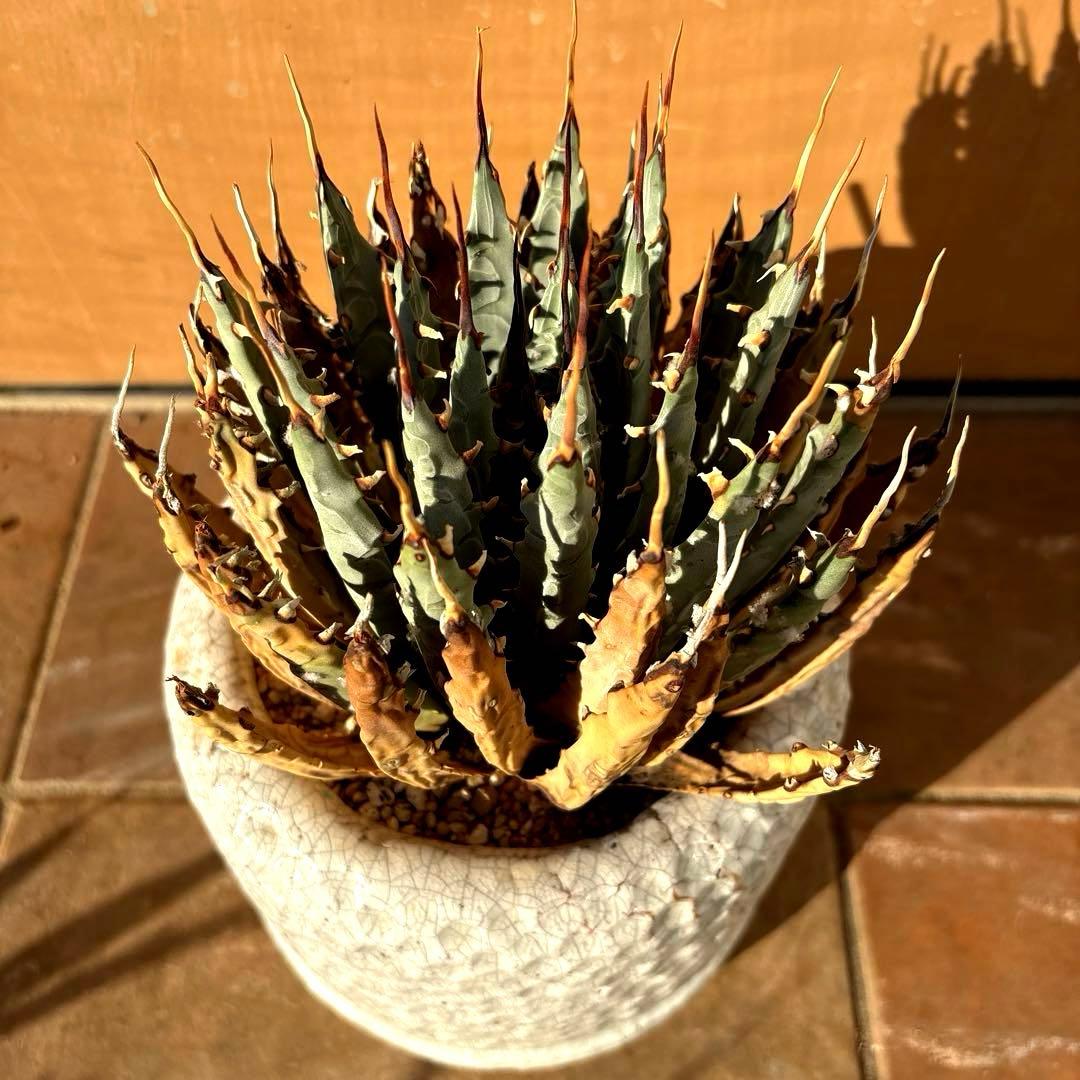 アガベ・ユタエンシス・エボリスピナ❣️希少な現地親株の子株❣️品種札付き・配送料込み