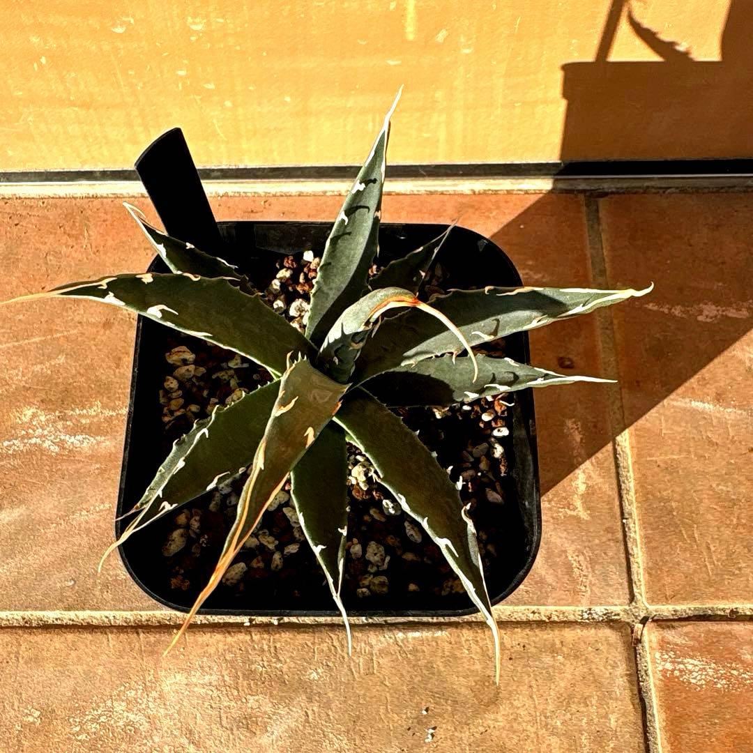 アガベ・ユタエンシス・エボリスピナ❣️希少な現地親株の子株❣️品種札付き・配送料込み