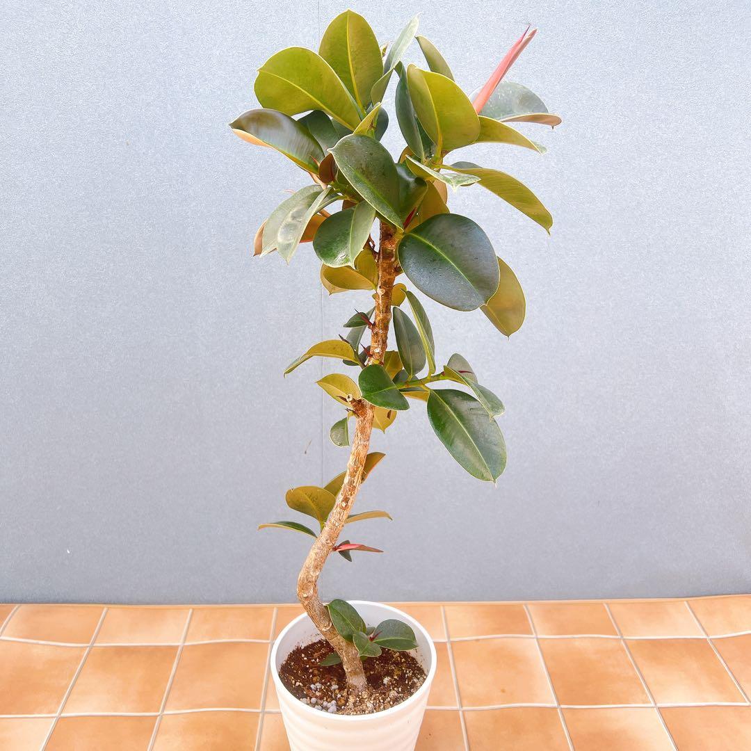 現品　フィカス　ゴムの木　ソフィア　3番　観葉植物　インテリアグリーン　希少