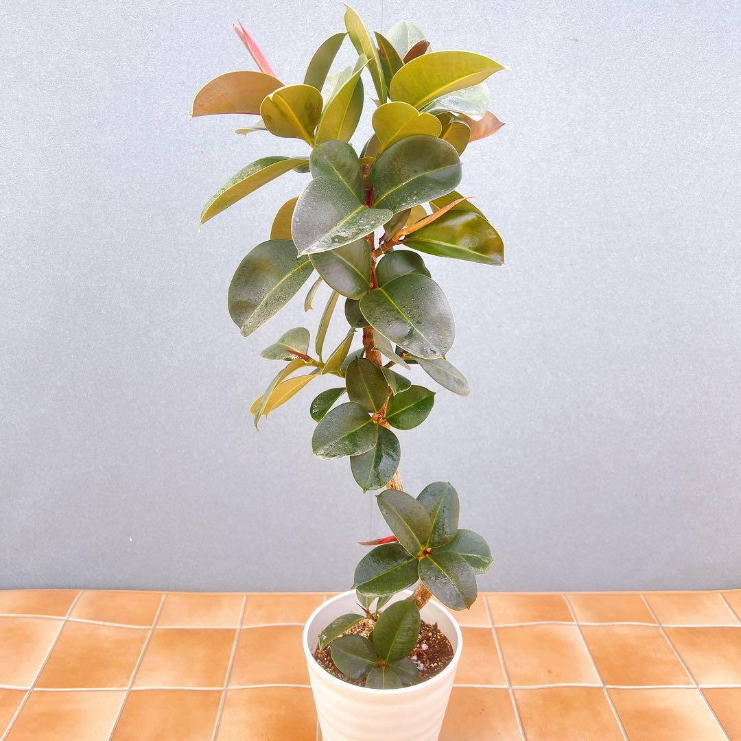 現品　フィカス　ゴムの木　ソフィア　3番　観葉植物　インテリアグリーン　希少