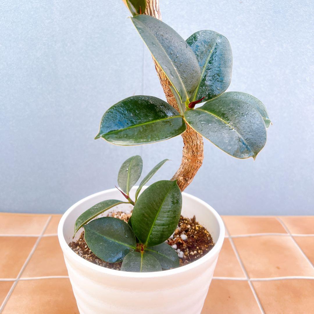 現品　フィカス　ゴムの木　ソフィア　3番　観葉植物　インテリアグリーン　希少