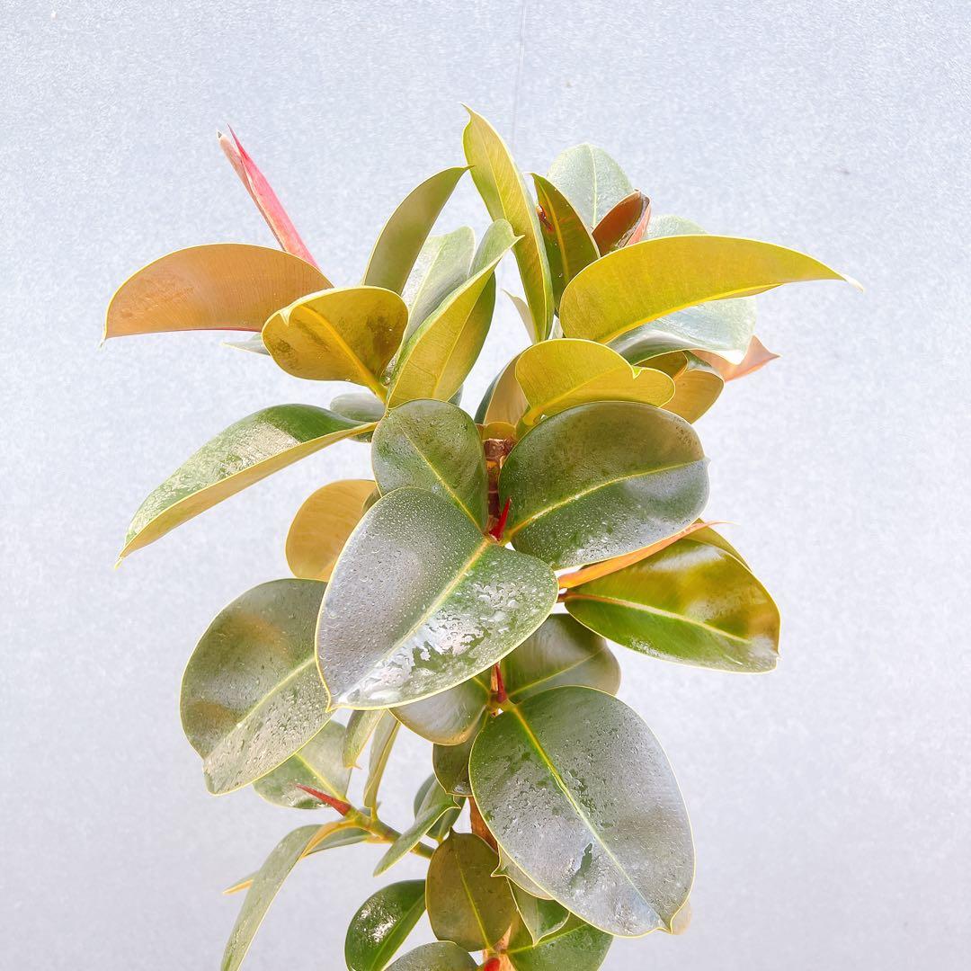 現品　フィカス　ゴムの木　ソフィア　3番　観葉植物　インテリアグリーン　希少
