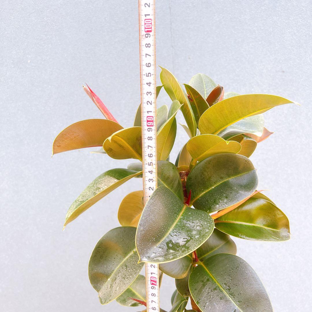 現品　フィカス　ゴムの木　ソフィア　3番　観葉植物　インテリアグリーン　希少