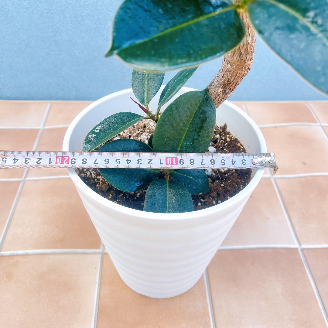 現品　フィカス　ゴムの木　ソフィア　3番　観葉植物　インテリアグリーン　希少