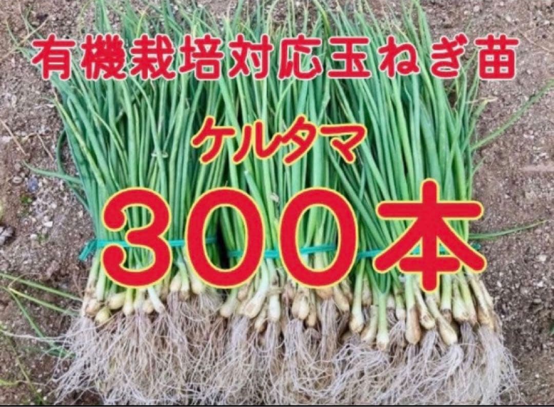 ネオアース ケルたま　各300本