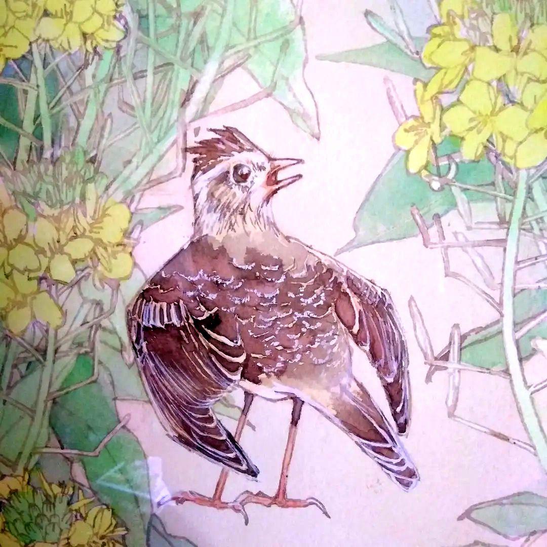 タイムセール／水彩画花鳥／菜の花畑・ひばり鳥
