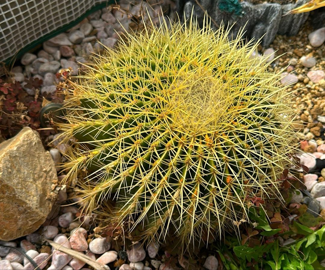 金鯱 サボテン キンシャチサボテン