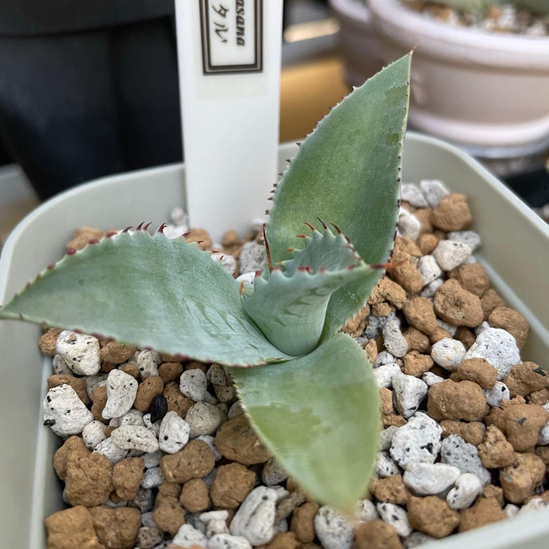 ripplefisher815 アガベ　レア　　フロスティクリスタル