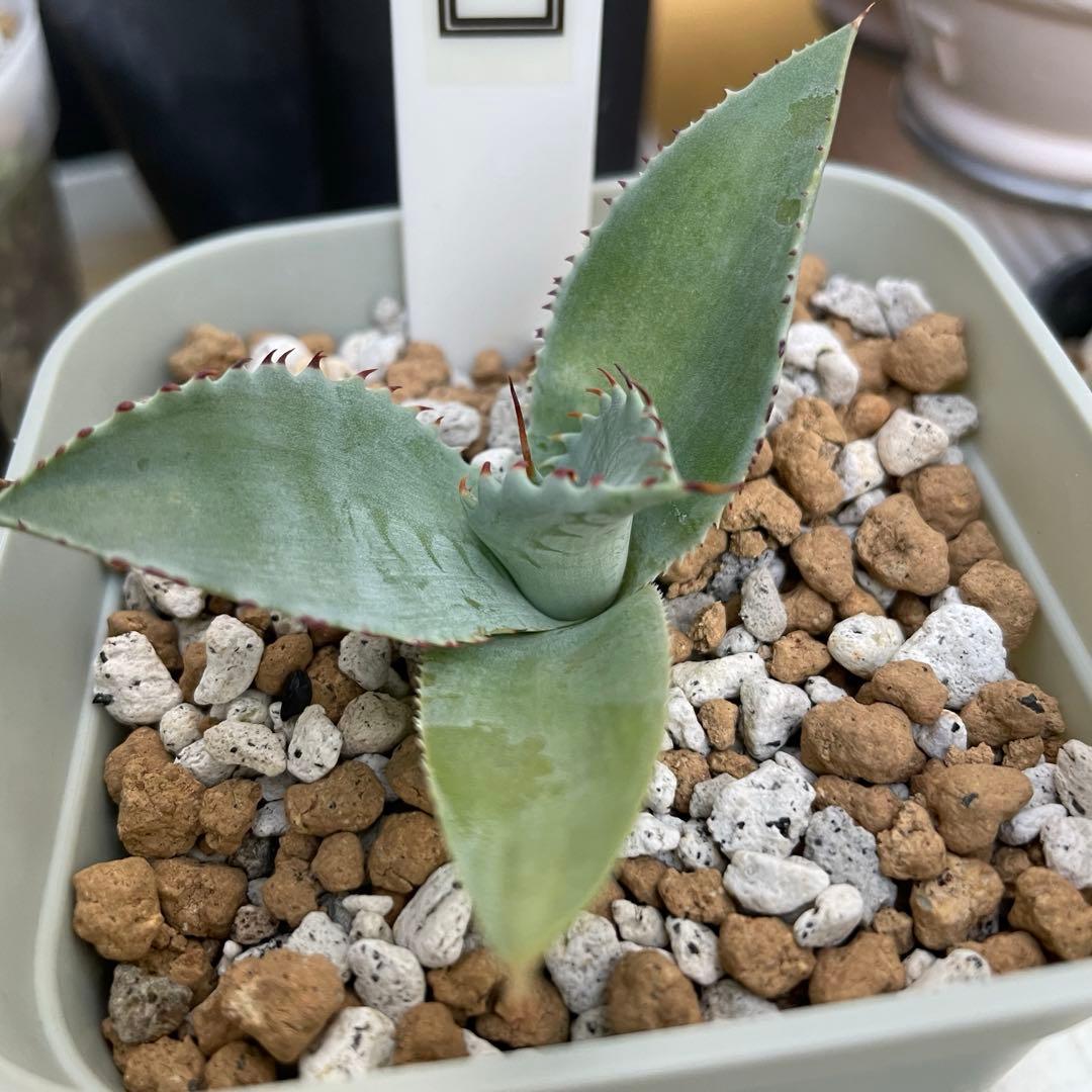 ripplefisher815 アガベ　レア　　フロスティクリスタル