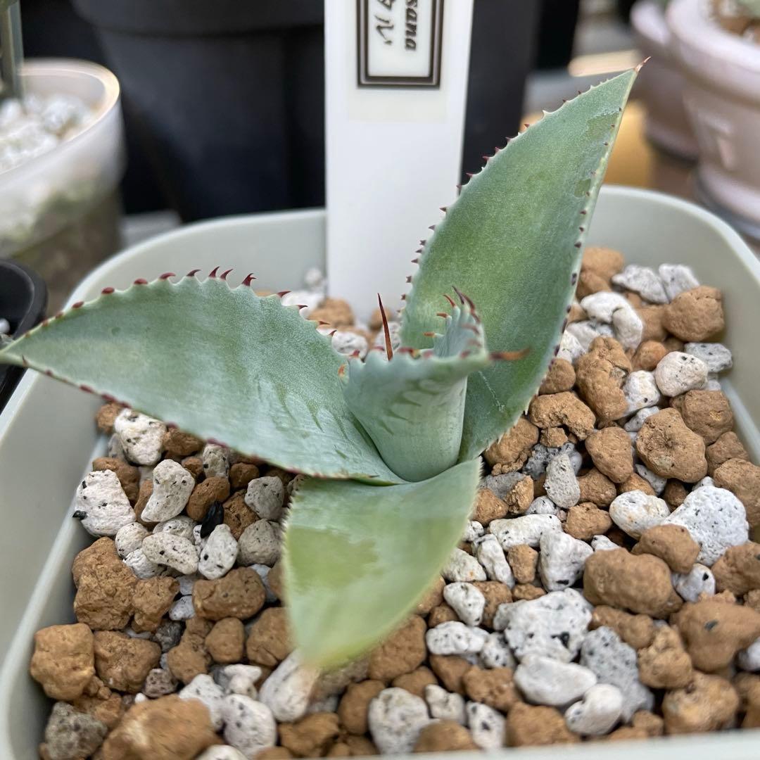 ripplefisher815 アガベ　レア　　フロスティクリスタル