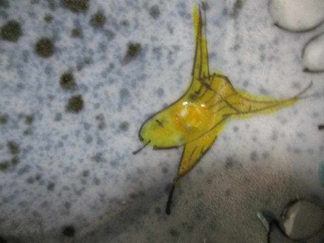 古九谷？色絵の端皿　P83-3