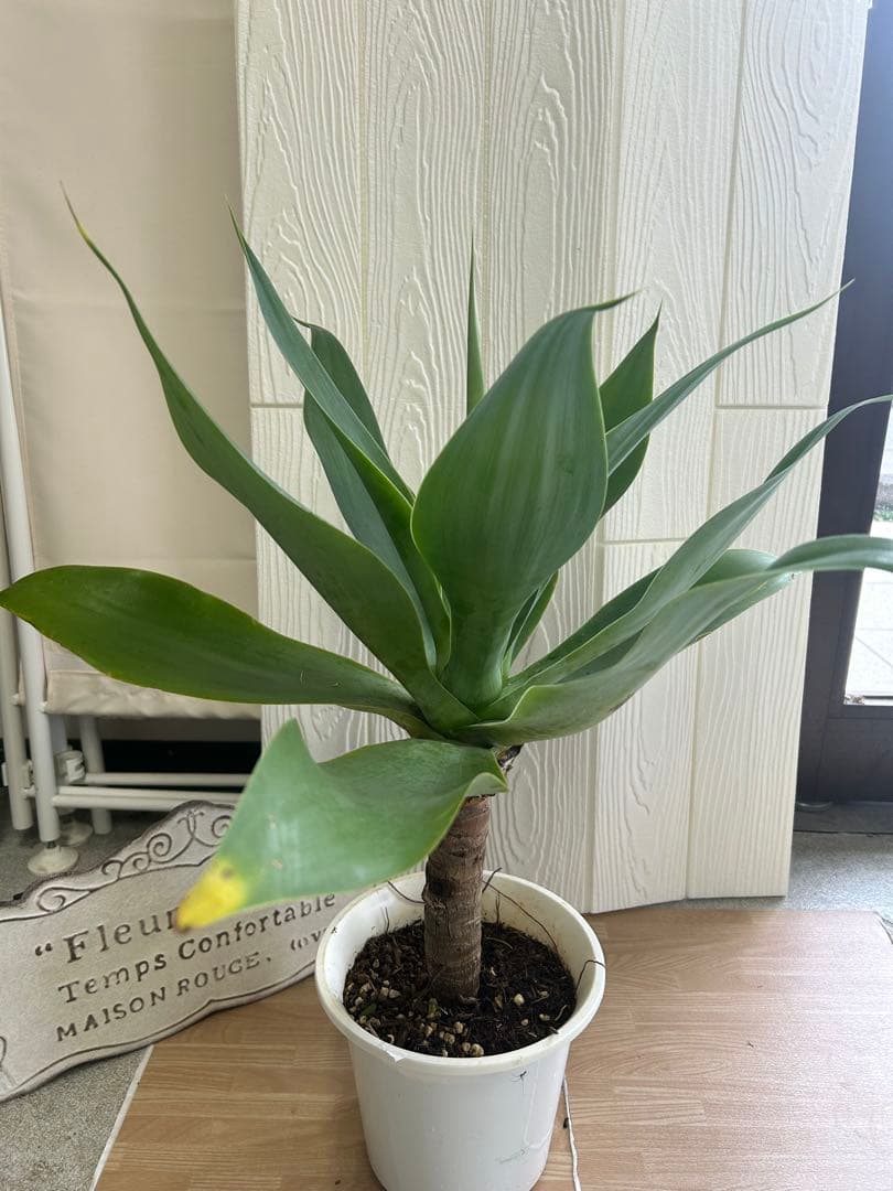 アガベ　アテナータ　6寸　全体高さ約60㎝