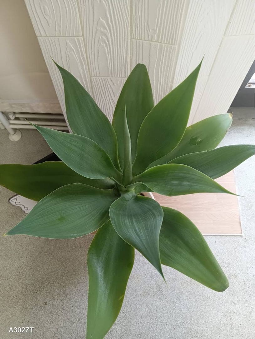 アガベ　アテナータ　6寸　全体高さ約60㎝