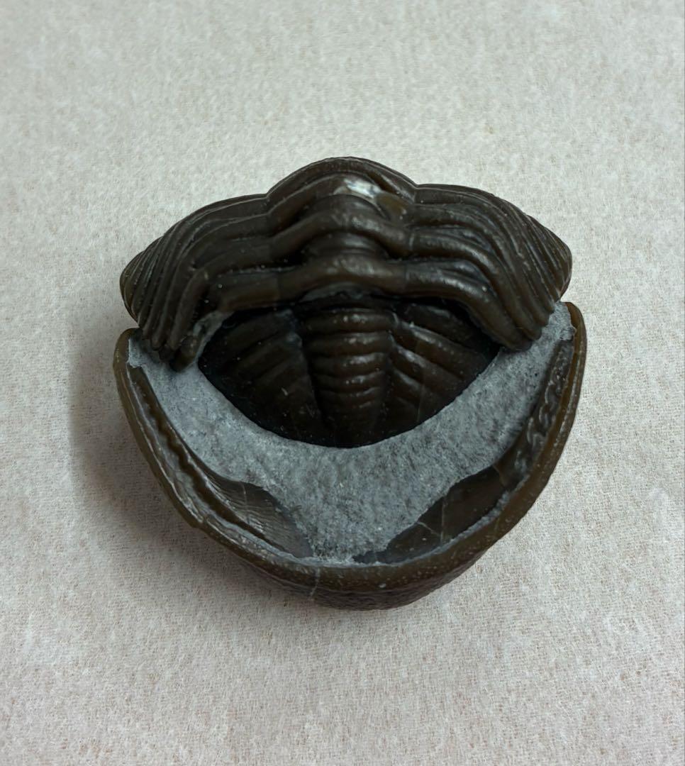 三葉虫 化石 防御姿勢 エンロール